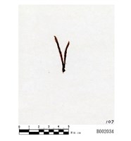 藏品(大葉鳳尾苔)的圖片